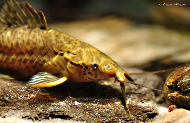 Bar-tailed Hoplo