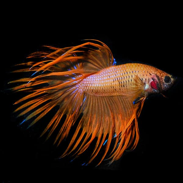 Orange Crowntail Betta (Male)