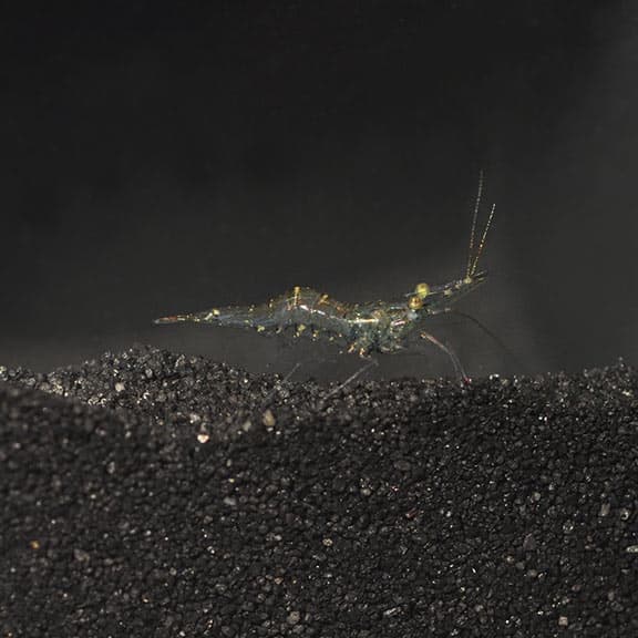Ghost Shrimp