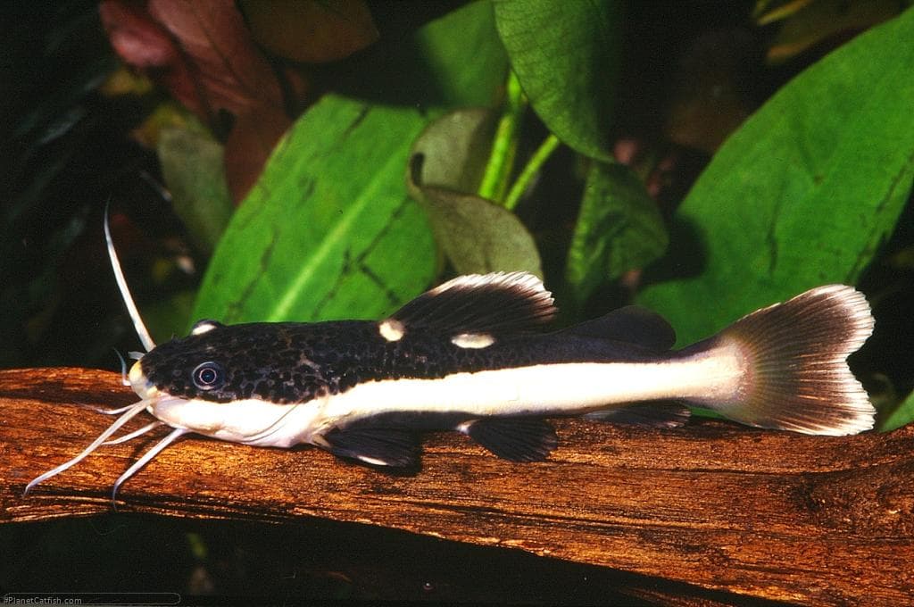 Redtail Catfish