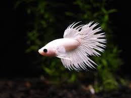 Platinum Crowntail Betta (Male)