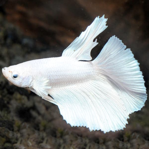 Platinum Dumbo Betta (Male)