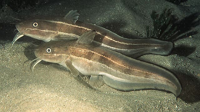 Coral Catfish
