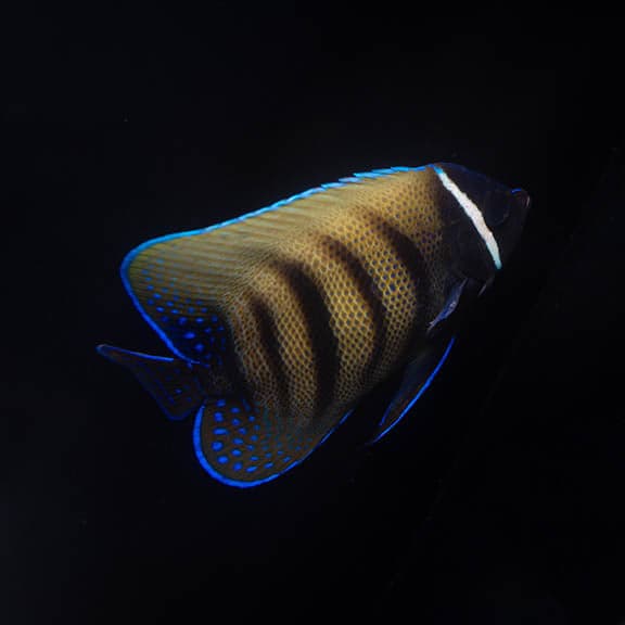 Six Bar Angelfish