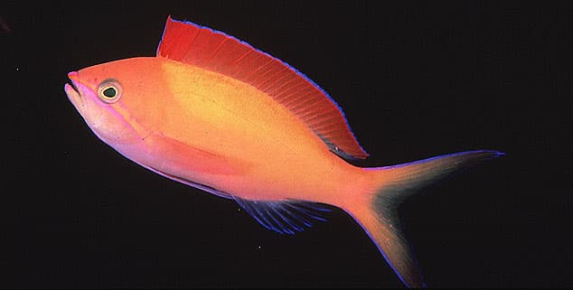 Dispar Anthias