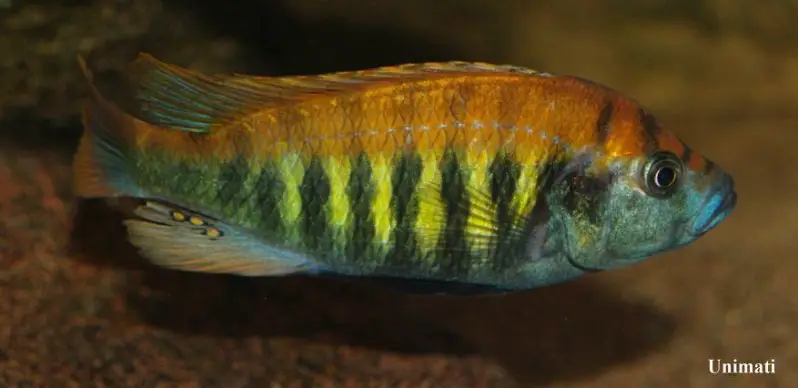 Nyerere's Victoria Cichlid