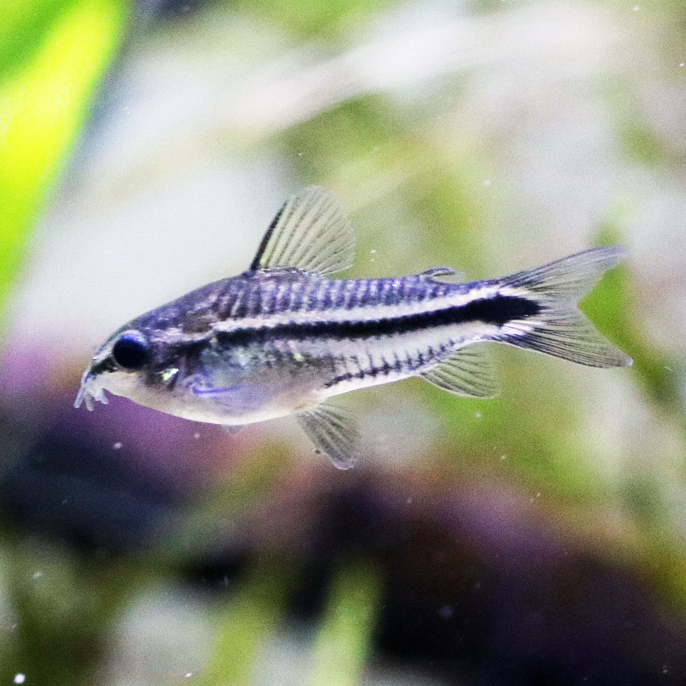 Pygmy Corydoras