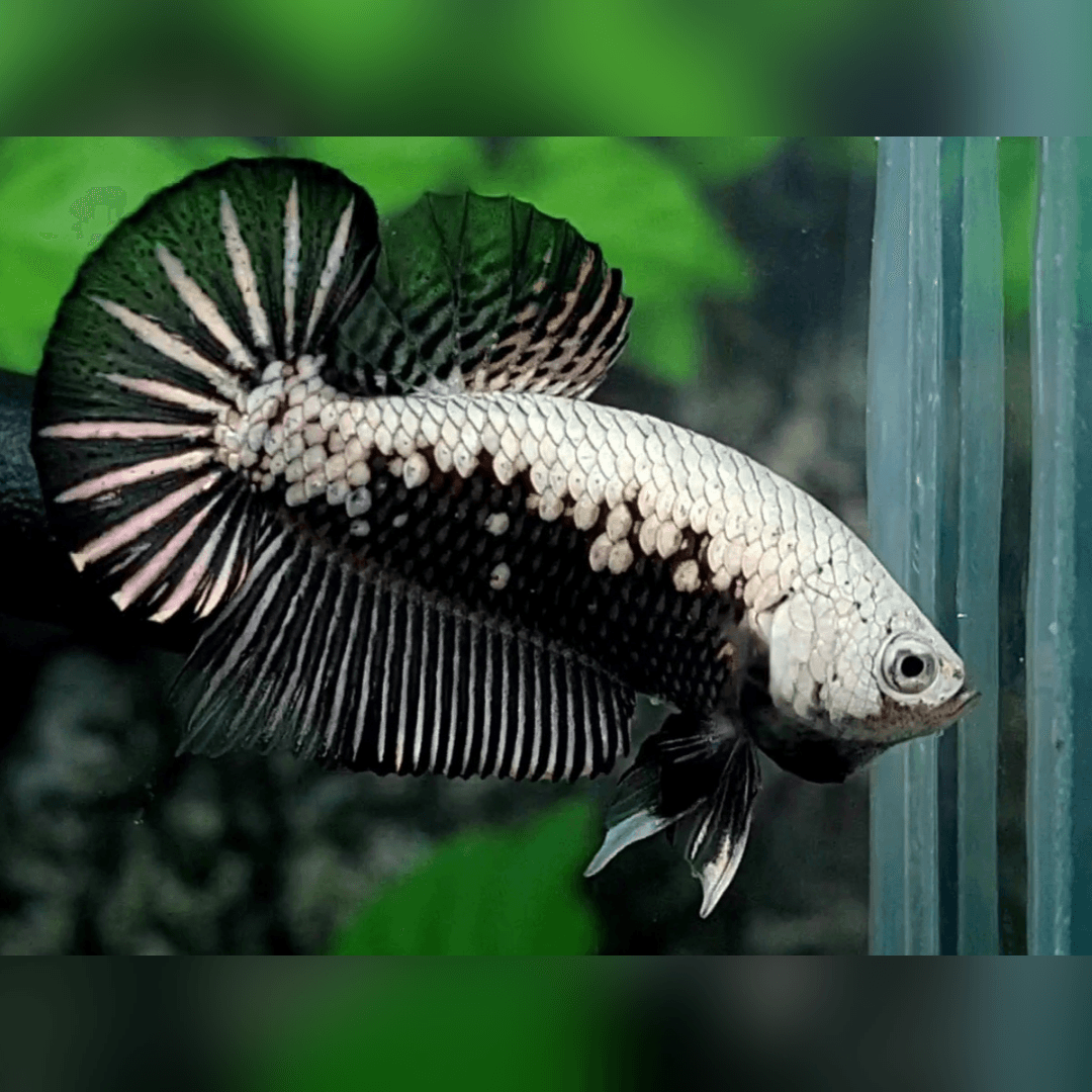 Samurai Betta (Male)