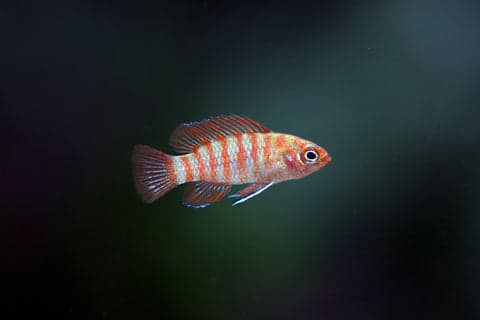Scarlet Badis