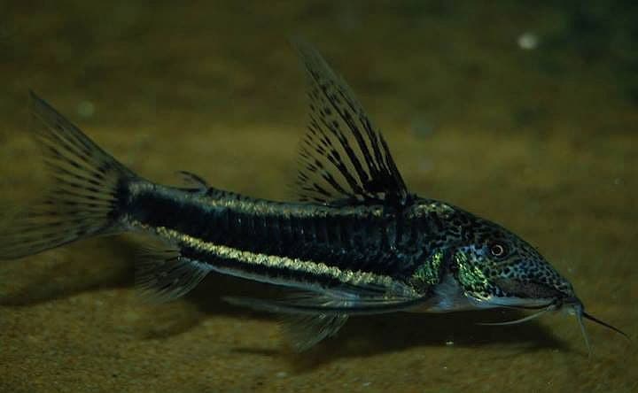 Scleromystax C113