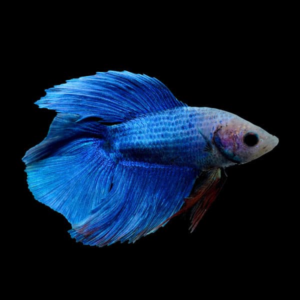Sky Blue Double Tail Betta (Male)