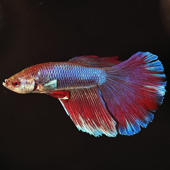Super Delta Tail Betta (Male)