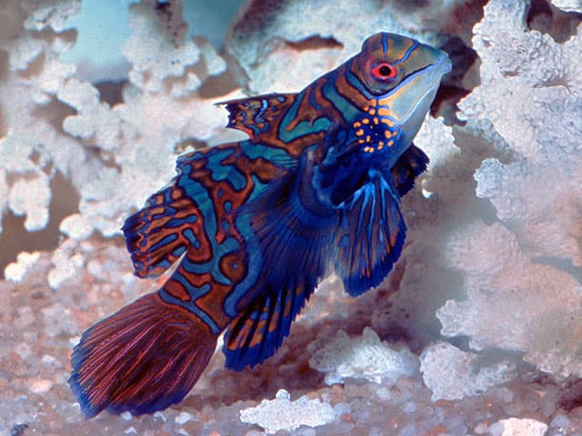 Red Mandarin