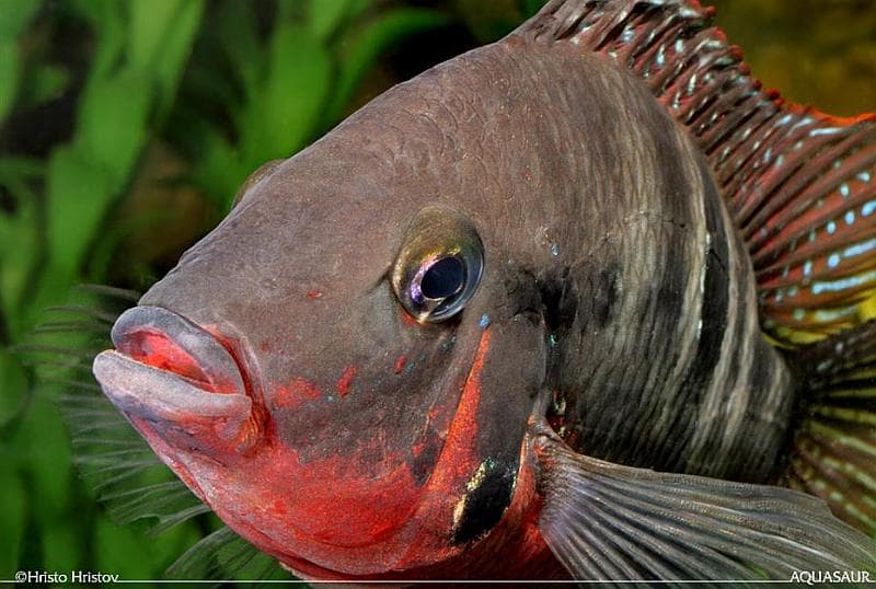 Firemouth Cichlid