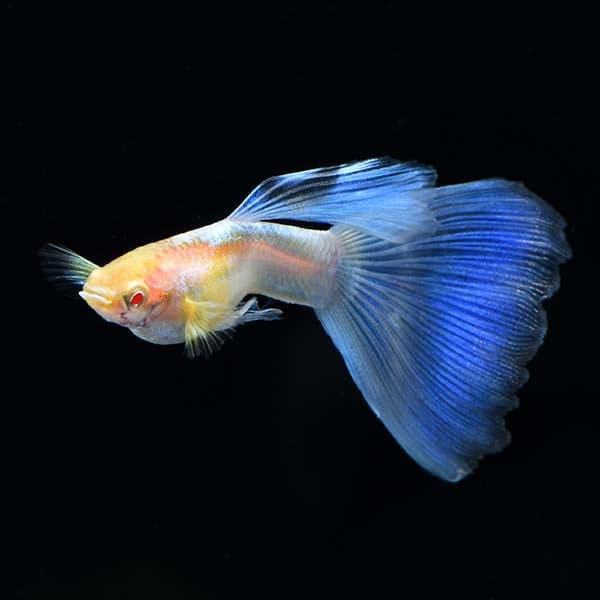Albino Blue Topaz Guppy