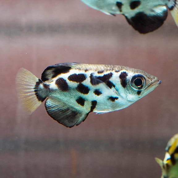 Clouded Archer Fish