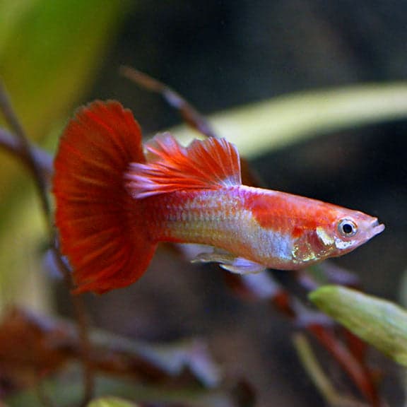 Blonde Tux Guppy