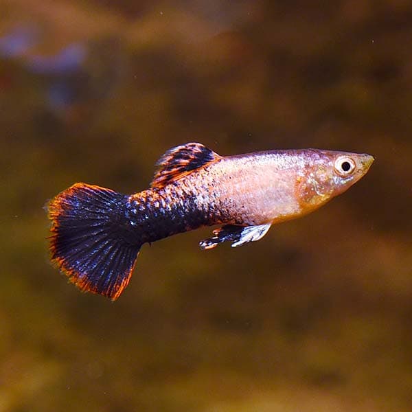 Pink Tuxedo Guppy