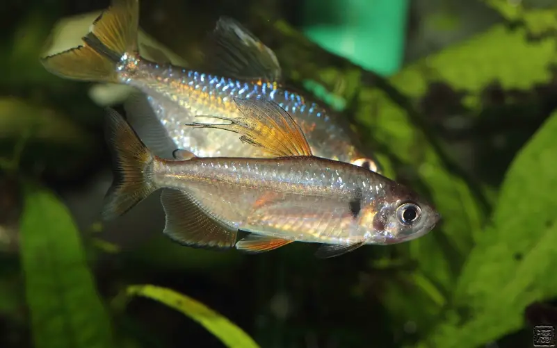 African Rainbow Tetra