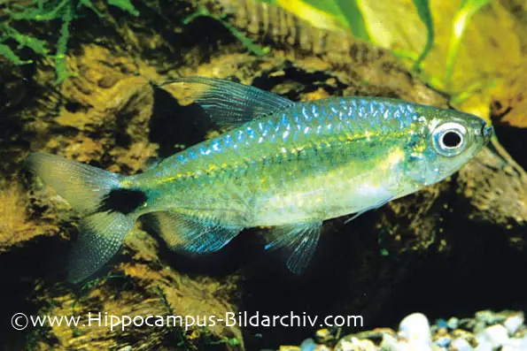 Blue Diamond Tetra