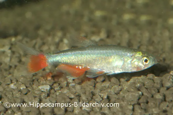 Bloodfin Tetra