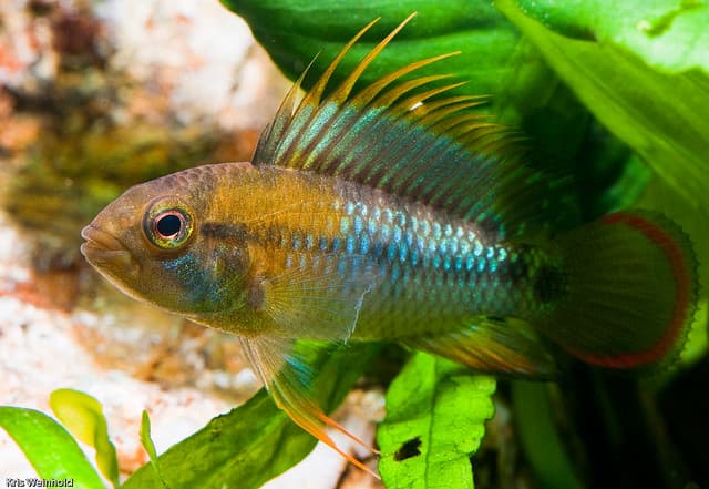Inca Dwarf Cichlid