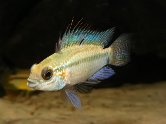 Strawberry Apisto