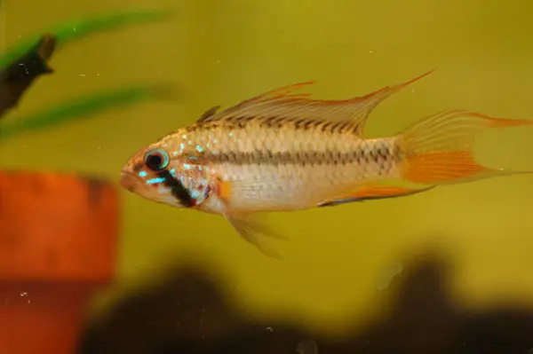 Broad-banded Apisto