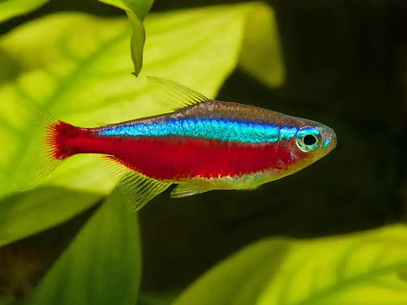 African Red-eyed Tetra