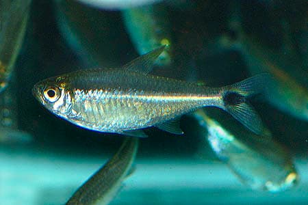 Kennedy's Tetra