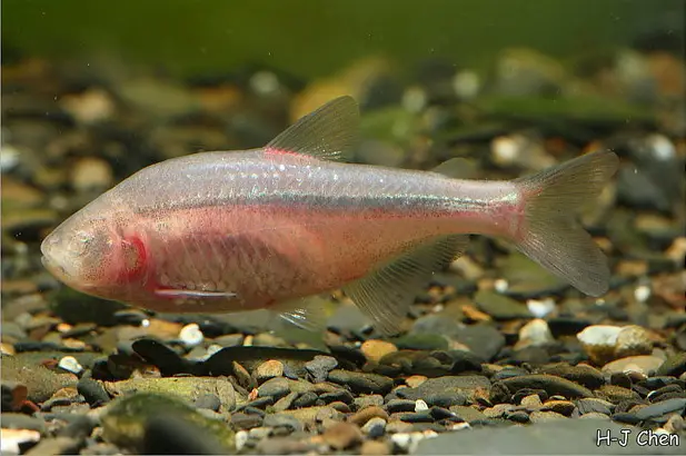 Blind Cave Tetra