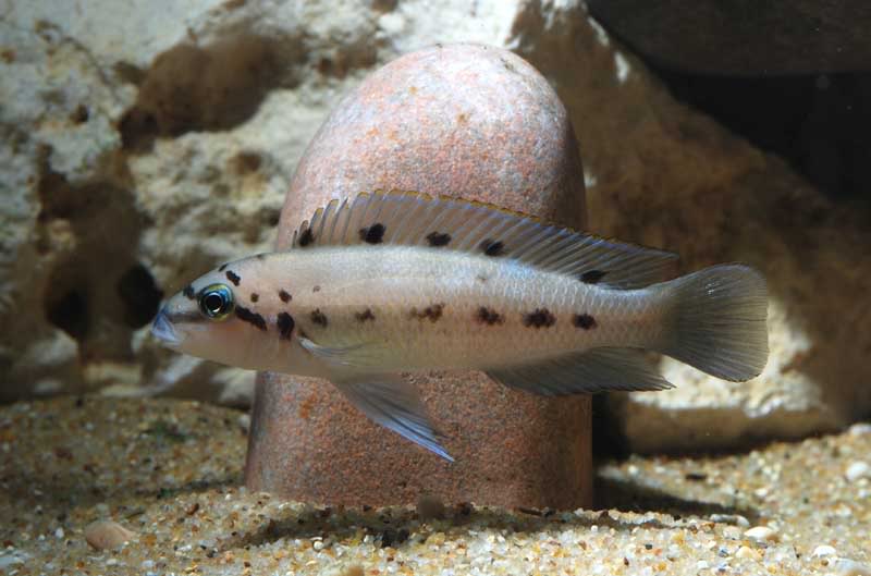 Chalinochromis sp. 'ndobhoi'