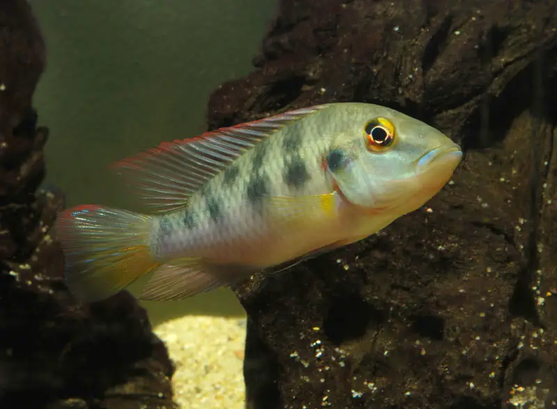 Chromidotilapia guntheri