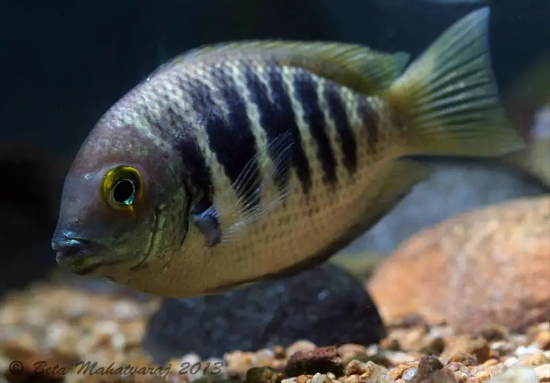 Canara Pearlspot Cichlid