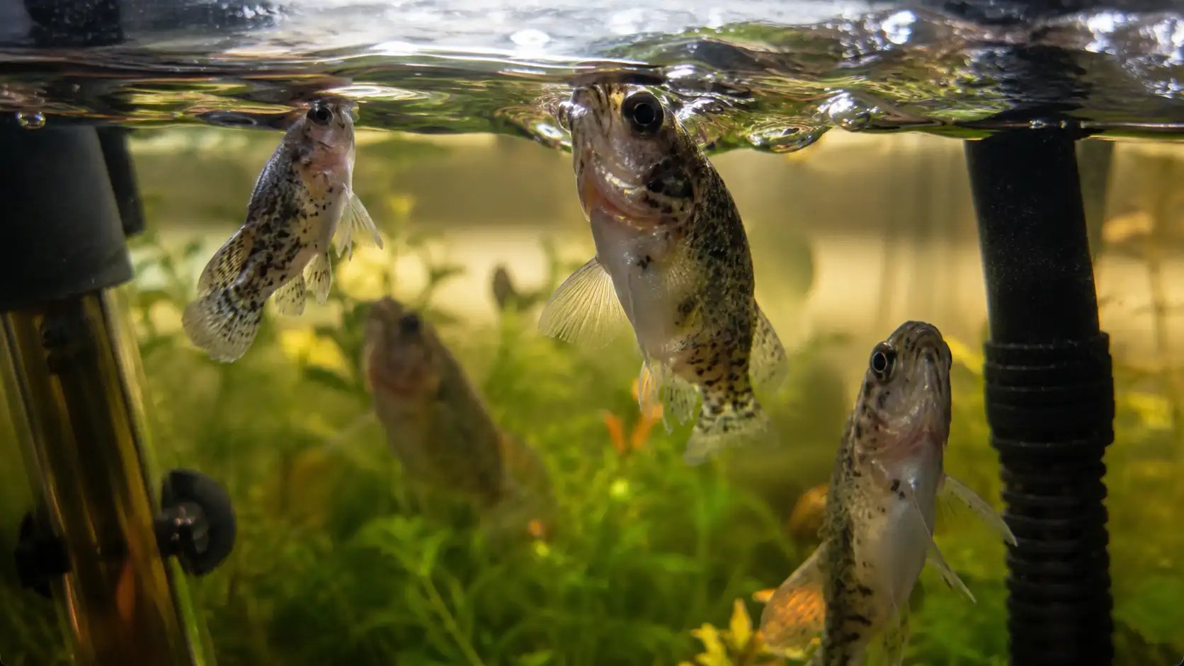 fish-gasping-at-surface