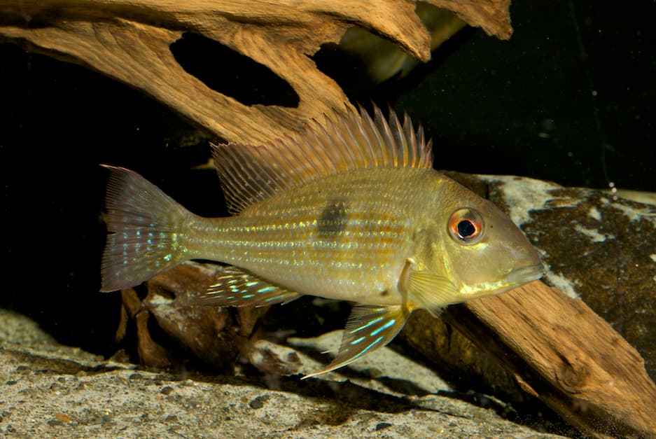 Geophagus brokopondo