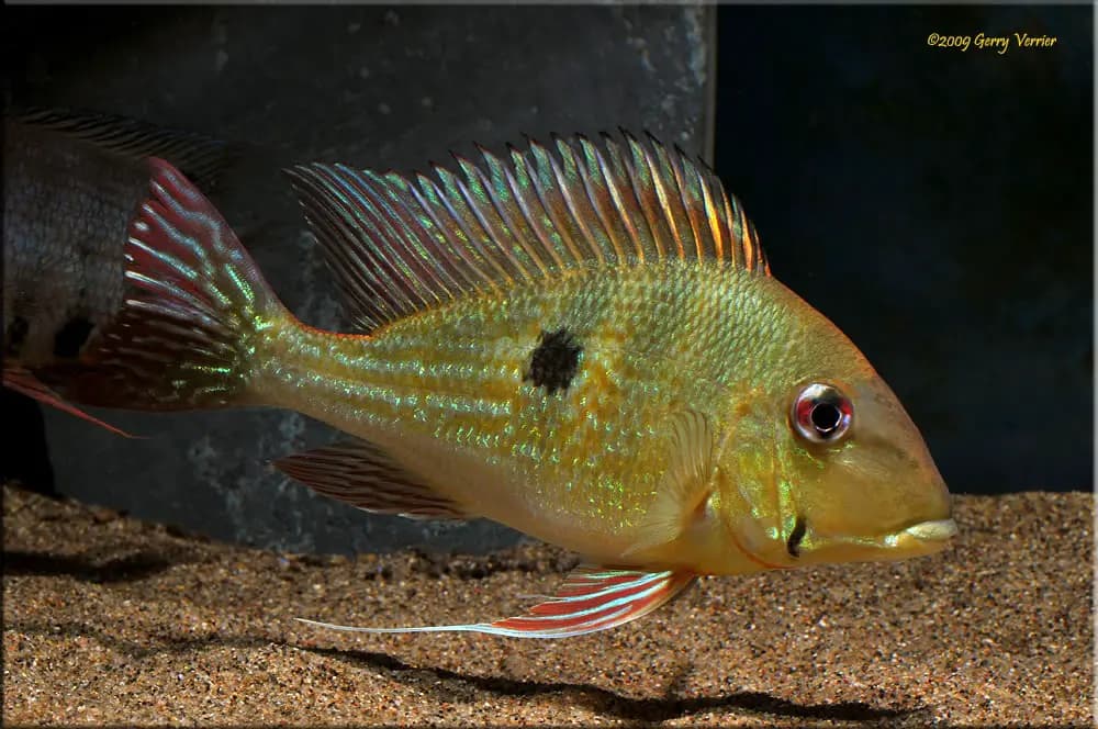 Geophagus dicrozoster