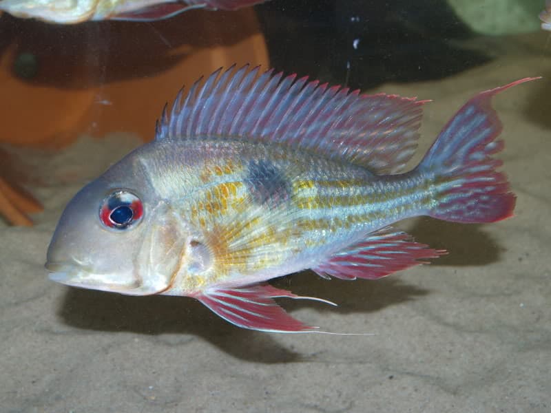 Geophagus proximus