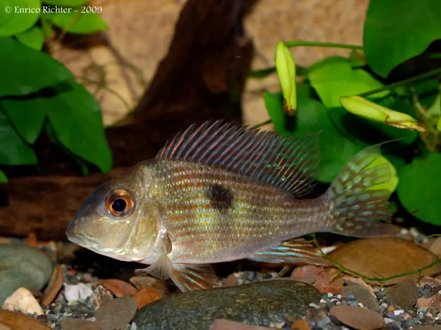 Geophagus sp. 'Pindaré'