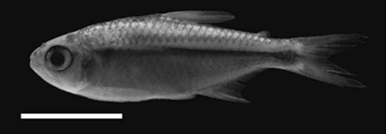 Acacias Tetra