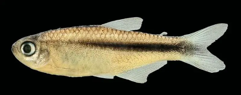 Brumado Tetra