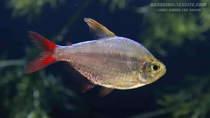 Colombian Tetra