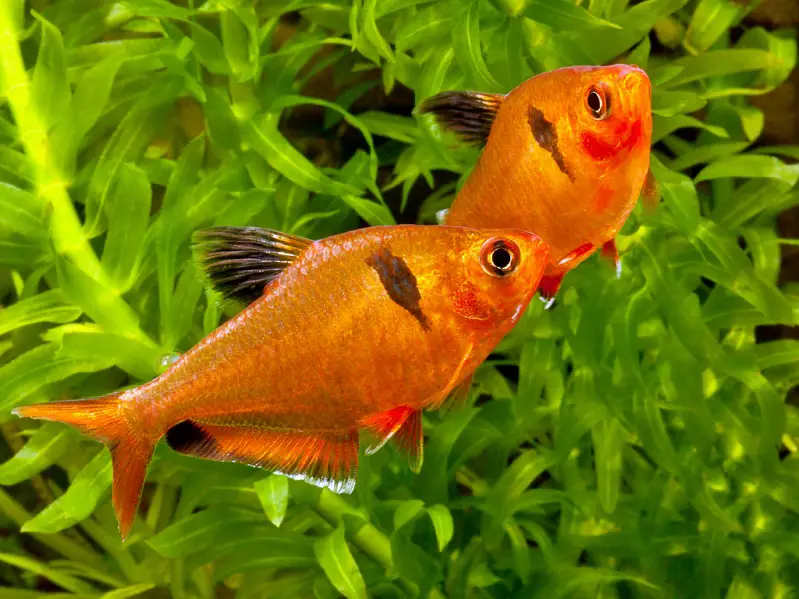 Serpae Tetra