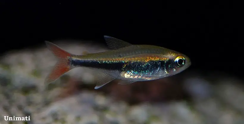 Loreto Tetra