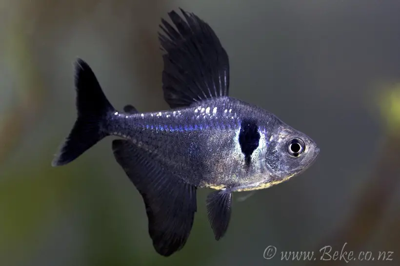 Black Phantom Tetra