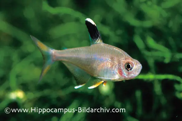 Rosy Tetra