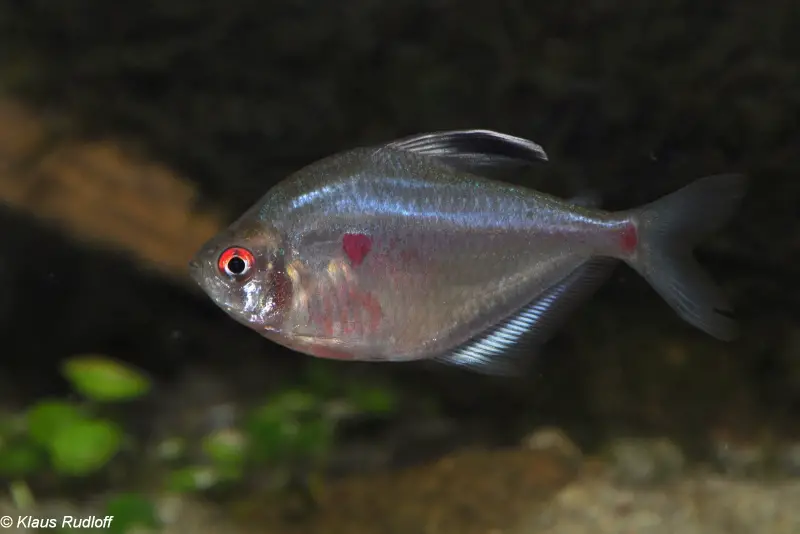 Lesser Bleeding Heart Tetra