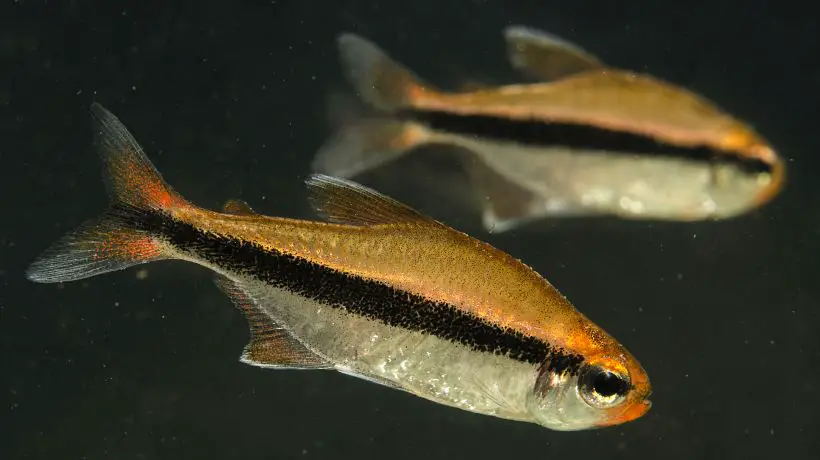 Chocolate Neon Tetra