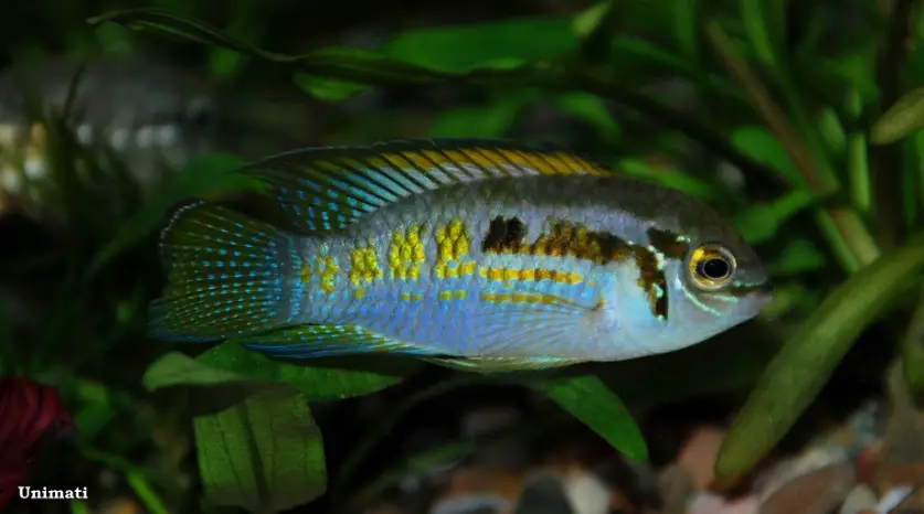 Buckelkopf Cichlid