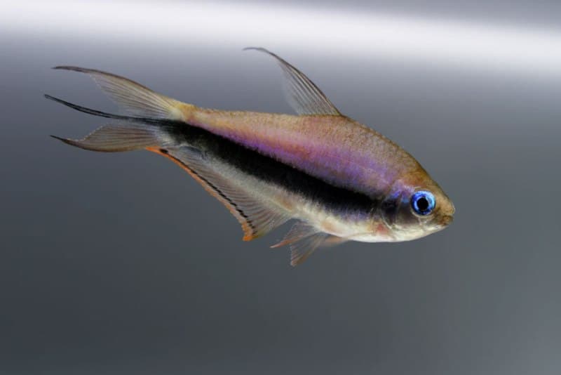 Emperor Tetra